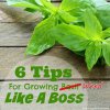 6-Tips-For-Growing-Basil-Like-A-Boss.jpg