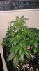 Day 47 from seed-3.jpg