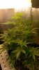 Day 54 from seed-2.jpg