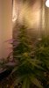Day 54 from seed-3.jpg