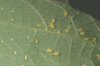Aphids_on_soybean_leaf.jpg