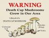 Death-Cap-Mushroom-Warning-889x685.jpg