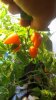 peppers and stuff 003.JPG