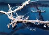 mychorrhizae_vam_roots600.jpg