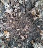 2017-03-15-soilification (2).jpg