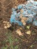 2017-04-29 mushroom2.jpg