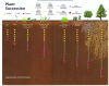 Soil Food Web.png