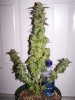 bugscreen-albums-first-grow-picture42467-m3-finish.jpg
