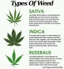 3-types-cannabis.jpg