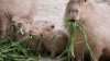capybara-nom-nom.gif