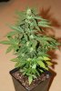 lowryder2-autoflowering-cannabis_result.jpeg