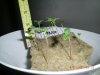 stoney6283-albums-hash-plant-grow-journal-germination-harvest-hopefully-picture49002-cimg0067.jpg