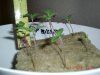 stoney6283-albums-hash-plant-grow-journal-germination-harvest-hopefully-picture49003-cimg0068.jpg