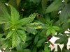 tmv-tobacco-mosaic-virus-marijuana-plant.jpg