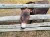 30499258-Donkey-with-head-stuck-in-fence-Stock-Photo.jpg