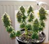 bonsai-marijuana-plant.jpg