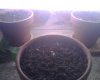 Day 3 (3.30.09) Seedlings sprouted overnight, on 24 hr. fluorescent light + 8-16 hr. CFL (2700k).jpg