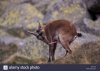 spanish-ibex-wild-goat-licking-erect-penis-capra-pyrenaica-spain-ACK102.jpg