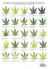 marijuana-deficiencies.jpg
