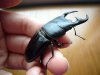 Trimming Beetle.jpg