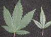 marijuana-thrips-leaf-damage-silvery-spots.jpg
