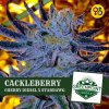cackleberry-cherry-diesel-stardawg-greenpointseeds (1).jpg