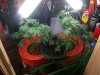 dikncider-albums-ak47-1st-indoor-grow-picture51248-two-mothers-2-clones-mishap.jpg