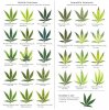 marijuana-deficiency-chart (1).jpg