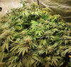 JointMonster - Remo Chemo Full Plant01.png