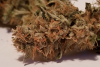 JointMonster - Remo Chemo Full Plant04.png