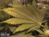 calcium-deficiency-marijuana-leaves.jpg