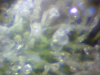 Celestron #44320 - Trichromes sample (2011-Oct-21) [640x480] .PNG