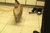 Cat+penis+gif+mylo+the+cat+shows+his+cat+penis_6235d7_4581476.gif