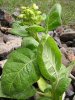 Nicotiana rustica plant.jpg