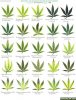 Cannabis_Leaf_Deficiencies_Chart.jpg