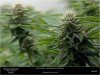 HSO-THE-NEW - Day 35 Flower Random Bud And Trichomes 2 23-10-2019.jpg