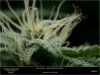 HSO-THE-NEW - Day 35 Flower Random Bud And Trichomes 1 23-10-2019.jpg