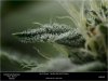 HSO-THE-NEW - Day 35 Flower Random Bud And Trichomes 23-10-2019.jpg