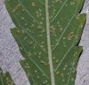 aphids-on-cannabis-leaves-with-larvae-sm.jpg