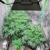 5.1-day 15 into flower We are at day 15 of flower, I am going to be doing a heavy leaf strip o...jpg
