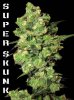 super-skunk-marijuana-seeds.jpg