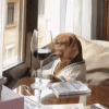 dog-dog-wine.gif