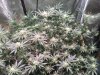 cannabis TM 2-9-22 34 flwr.JPG