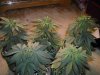 wilt-albums-first-offical-grow-picture74244-kush-bushs.jpg