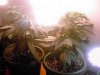 wilt-albums-first-offical-grow-picture74252-kush-plants-surrounding-65wer.jpg
