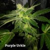 PurpleUrkle2.jpg