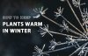 how_to_keep_plants_warm_in_winter.jpg