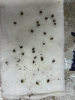 01seed cracking - before seed cracking - day 4 germ.png