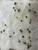 03seed cracking - 24 hours after seed cracking.png