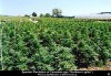 cannabis_field1.jpg